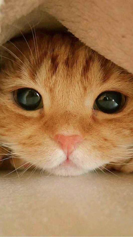Котёнок ня