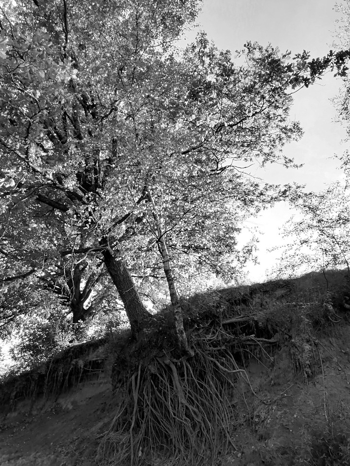 tree