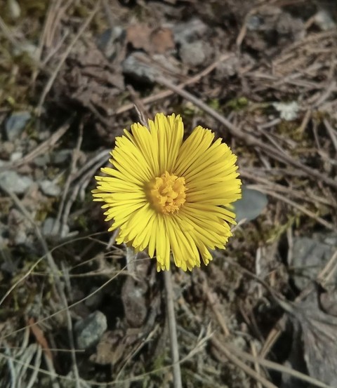 fondos de pantalla soil, plant