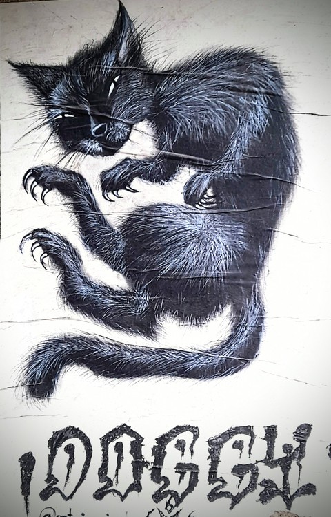 black cat