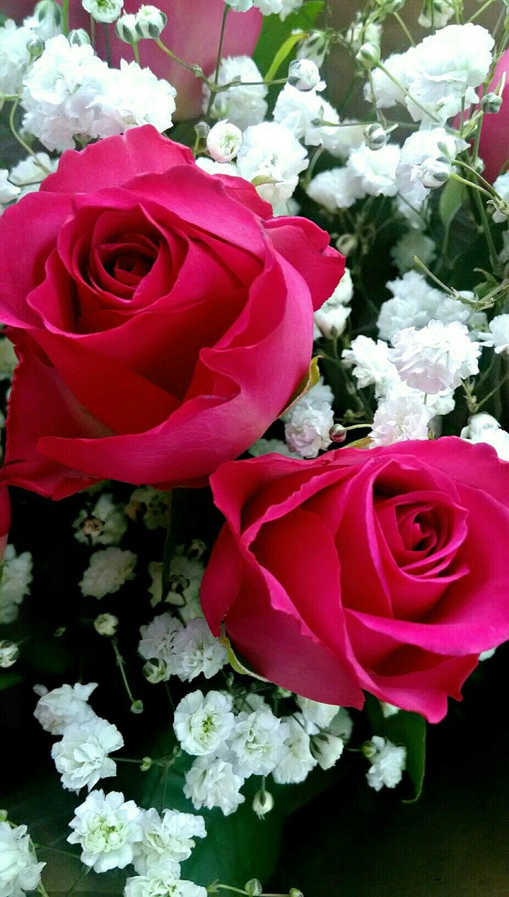 roses•