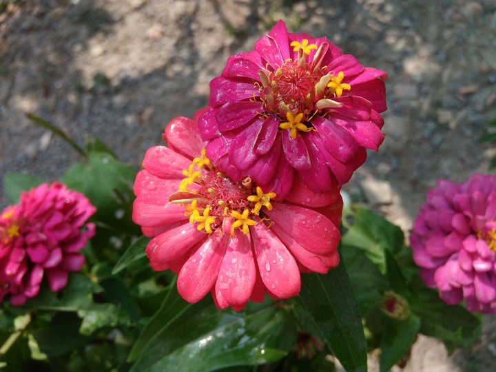 flower