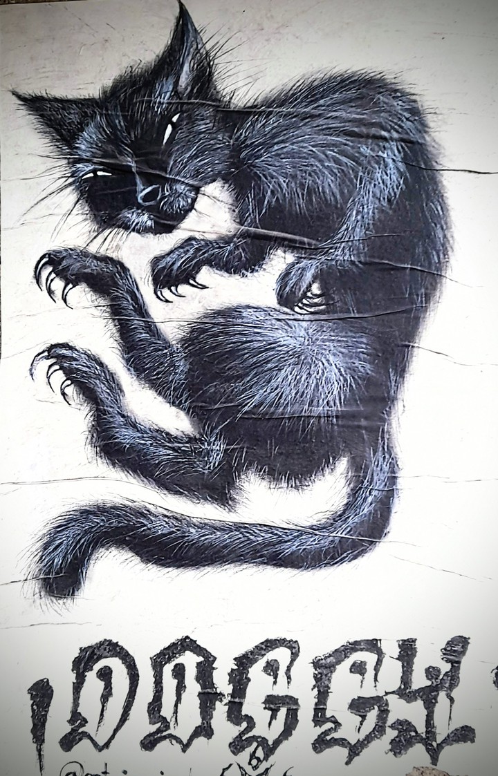 black cat