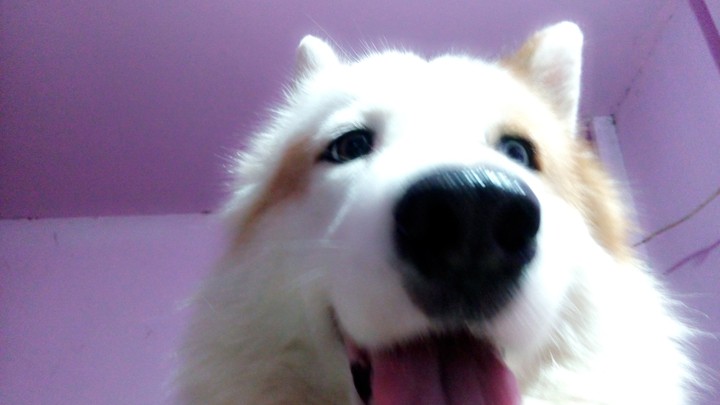 #dog #pet