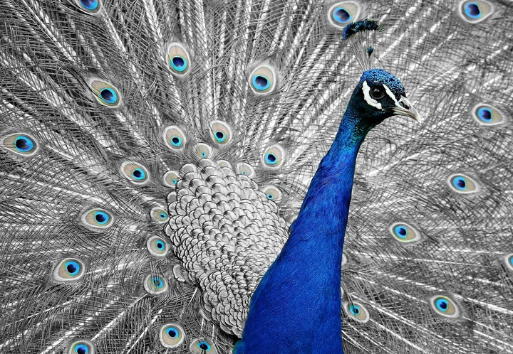 bird