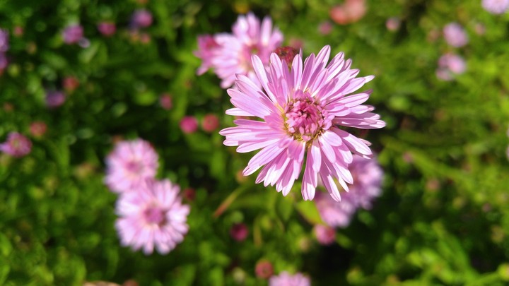 chrysanthemum
