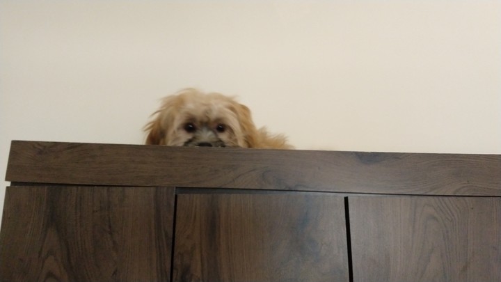 Dog