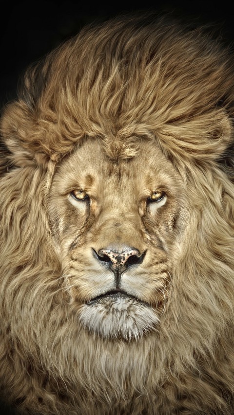 Lion king