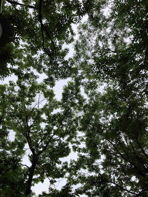 Under trees