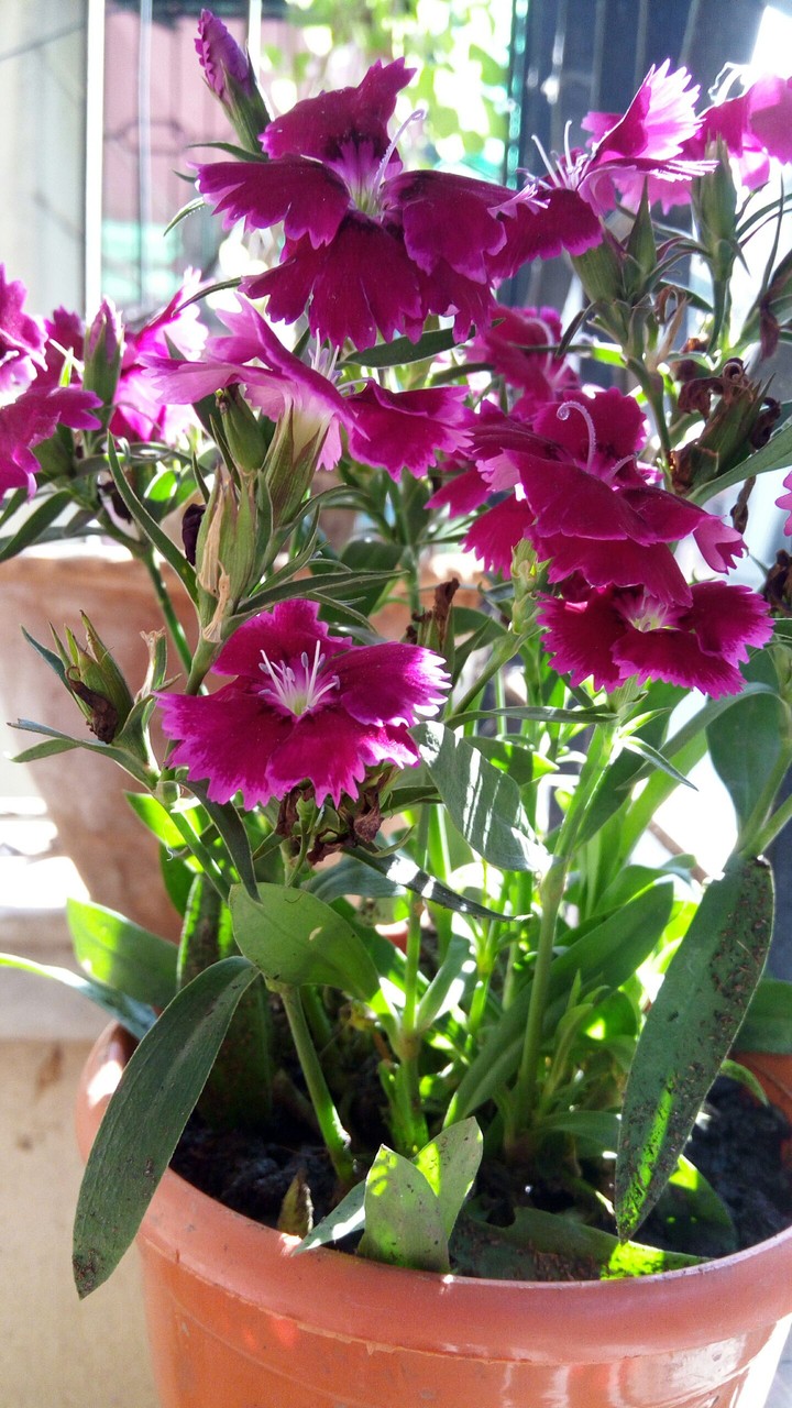winter #flowers