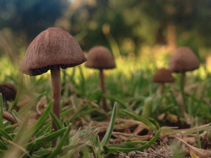 fungus
