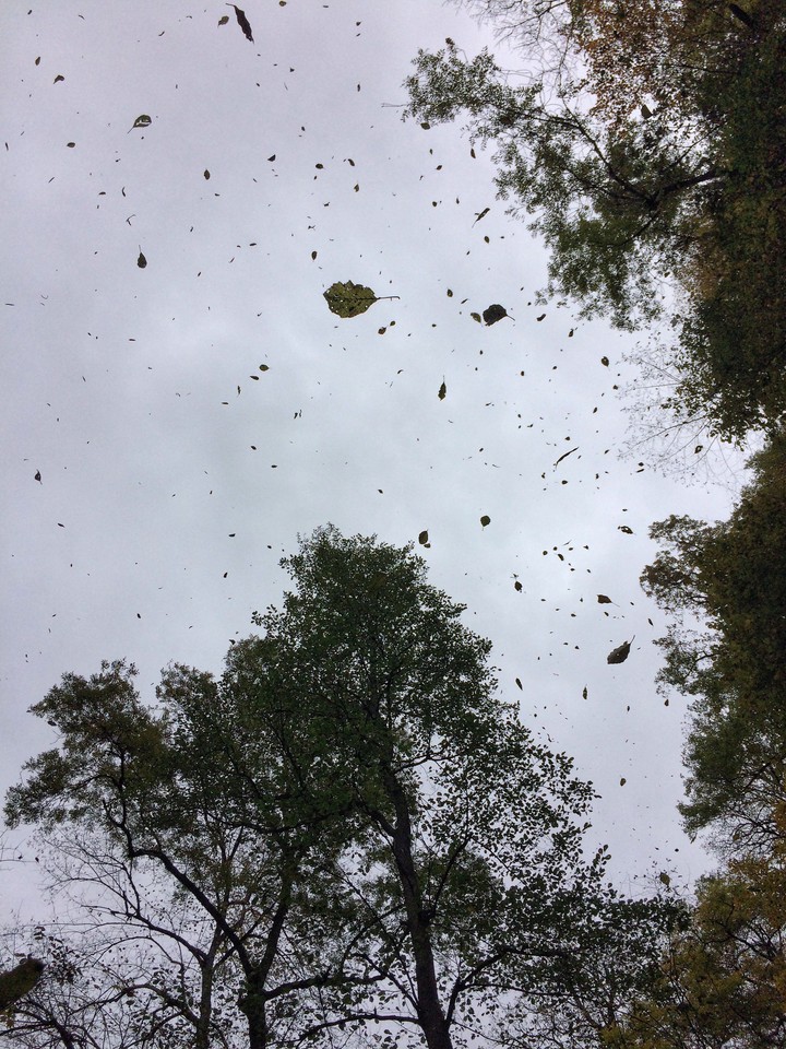 Fall