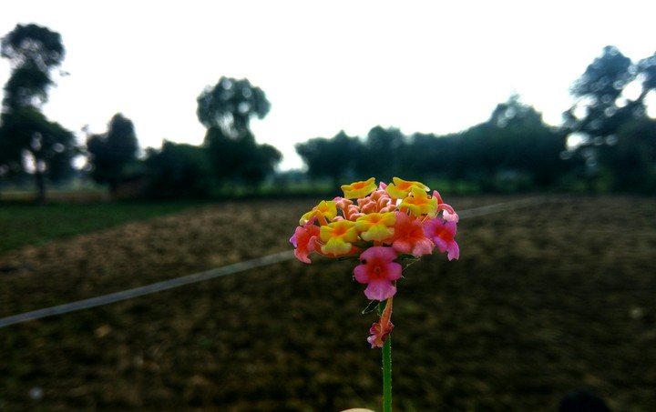 Nature's beauty