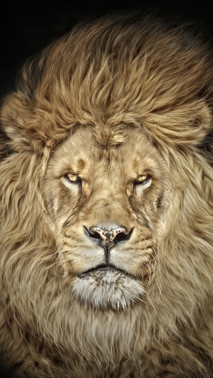 Lion king
