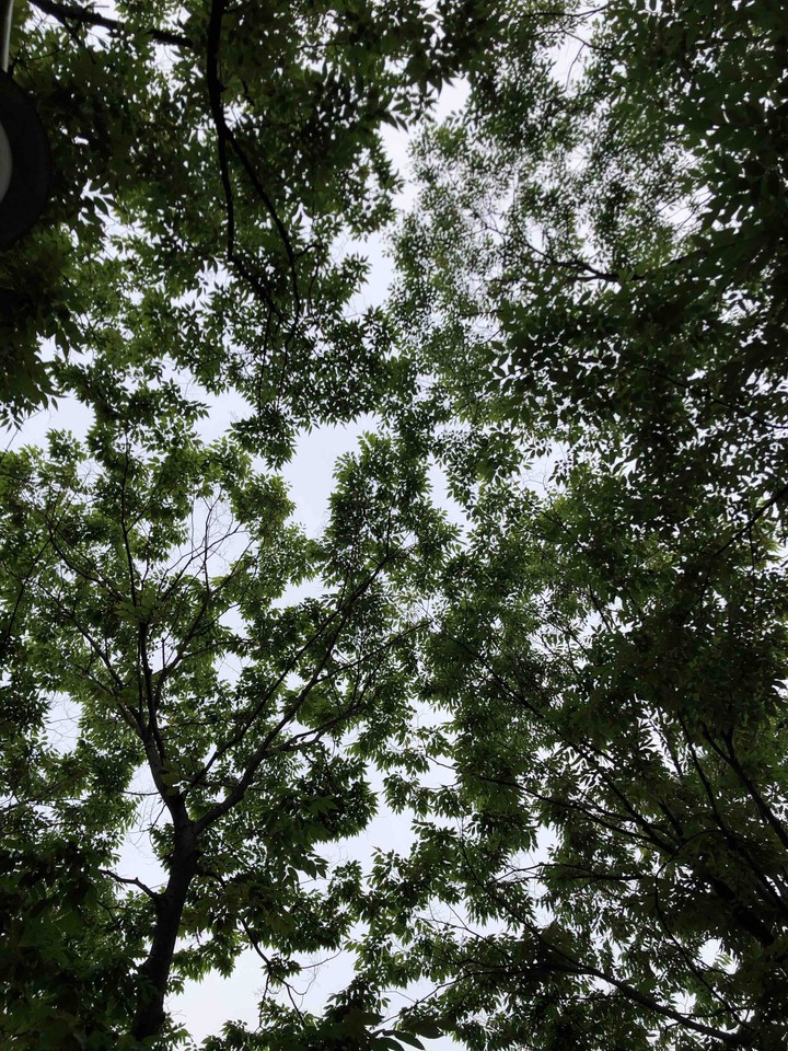 Under trees