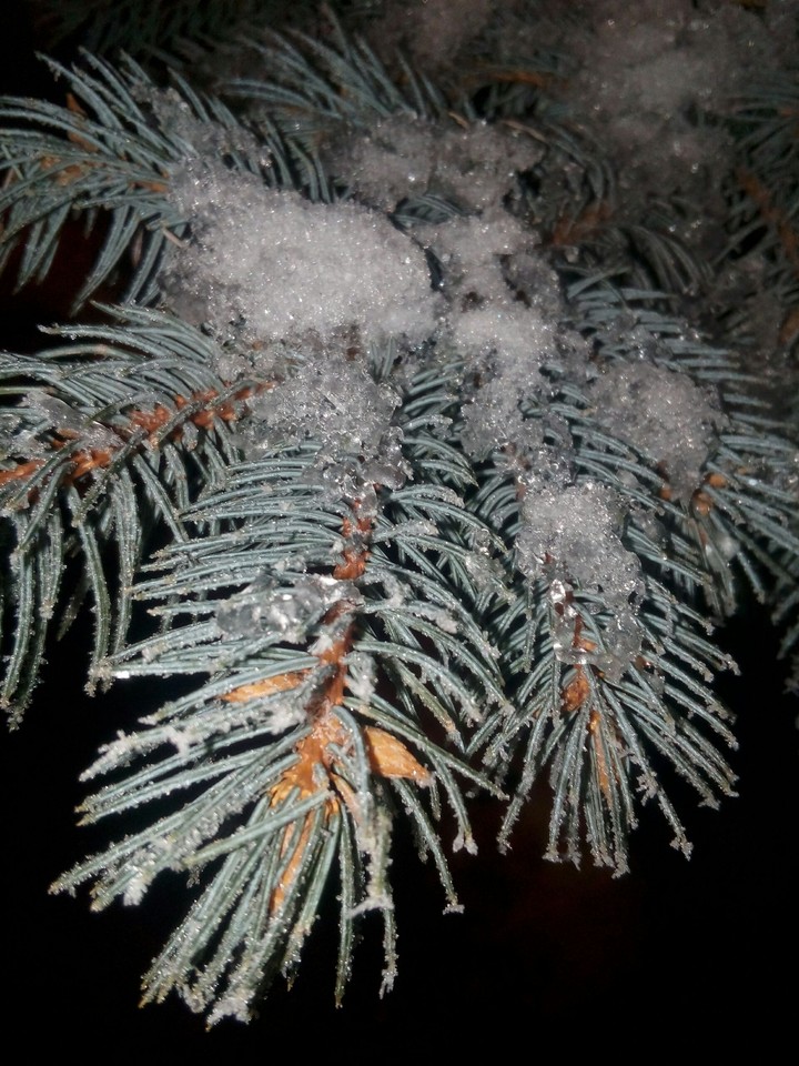 ель