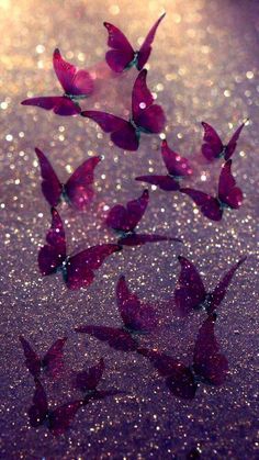 butterflies