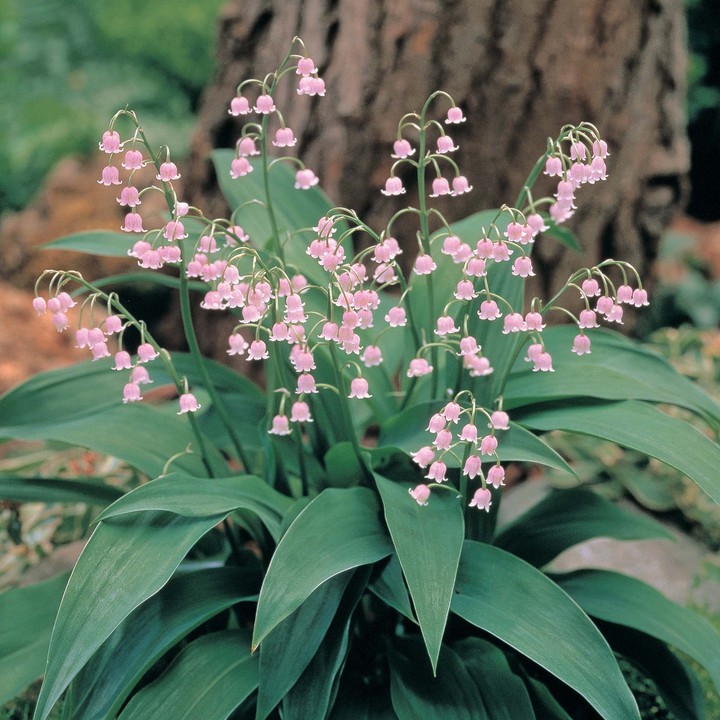 Lily of the valley