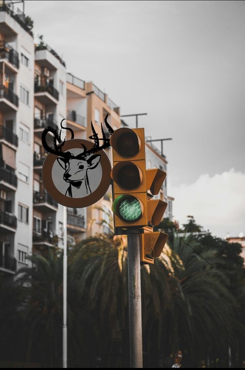 Deer