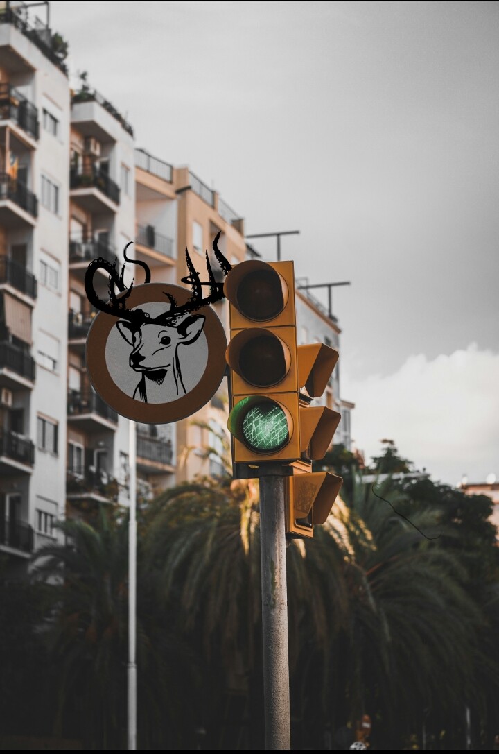 Deer