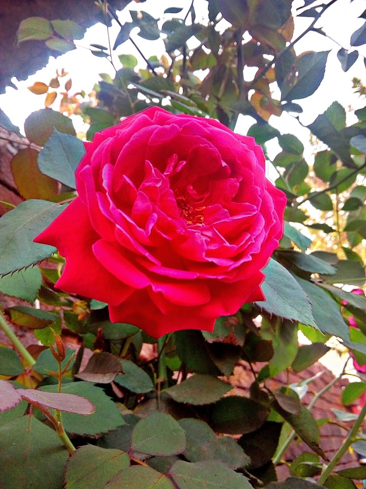 Rose