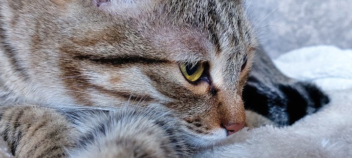 кот