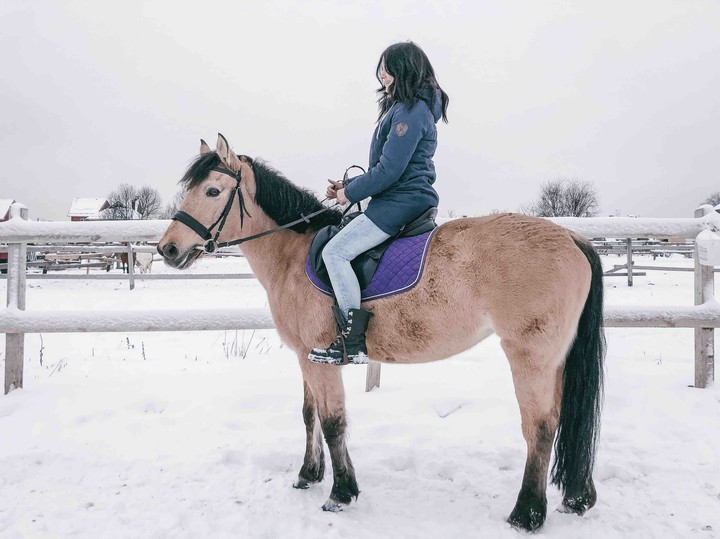 horse