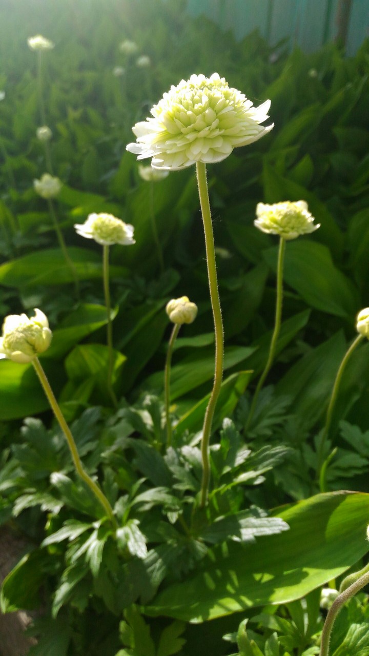 Flower