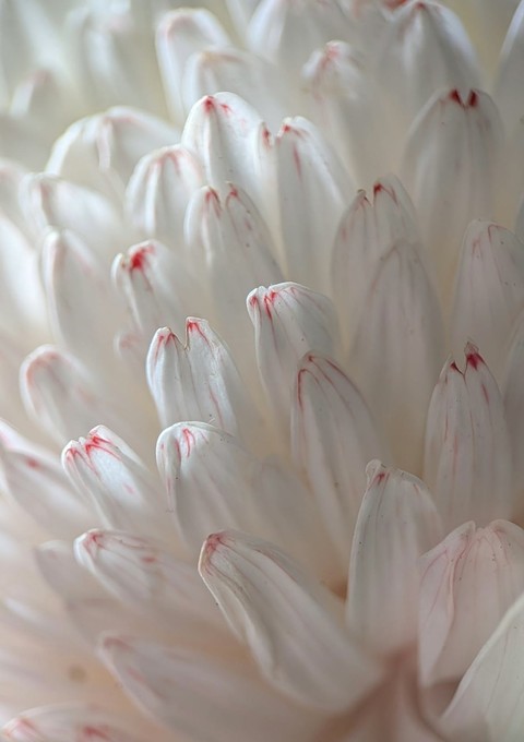 petal, proteas háttérképek