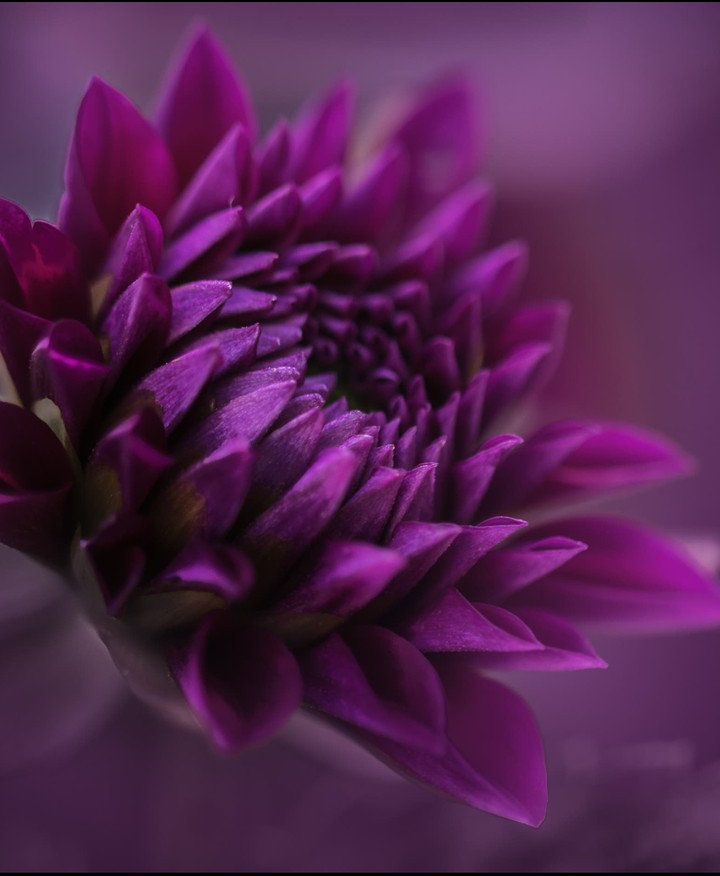purple dhalia