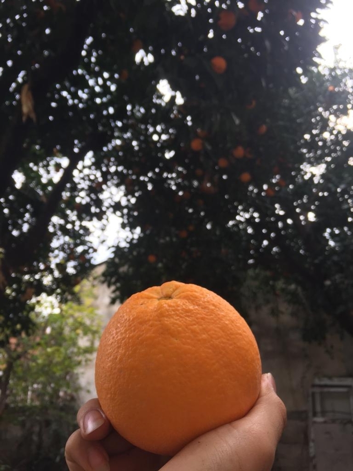 Adana portakal