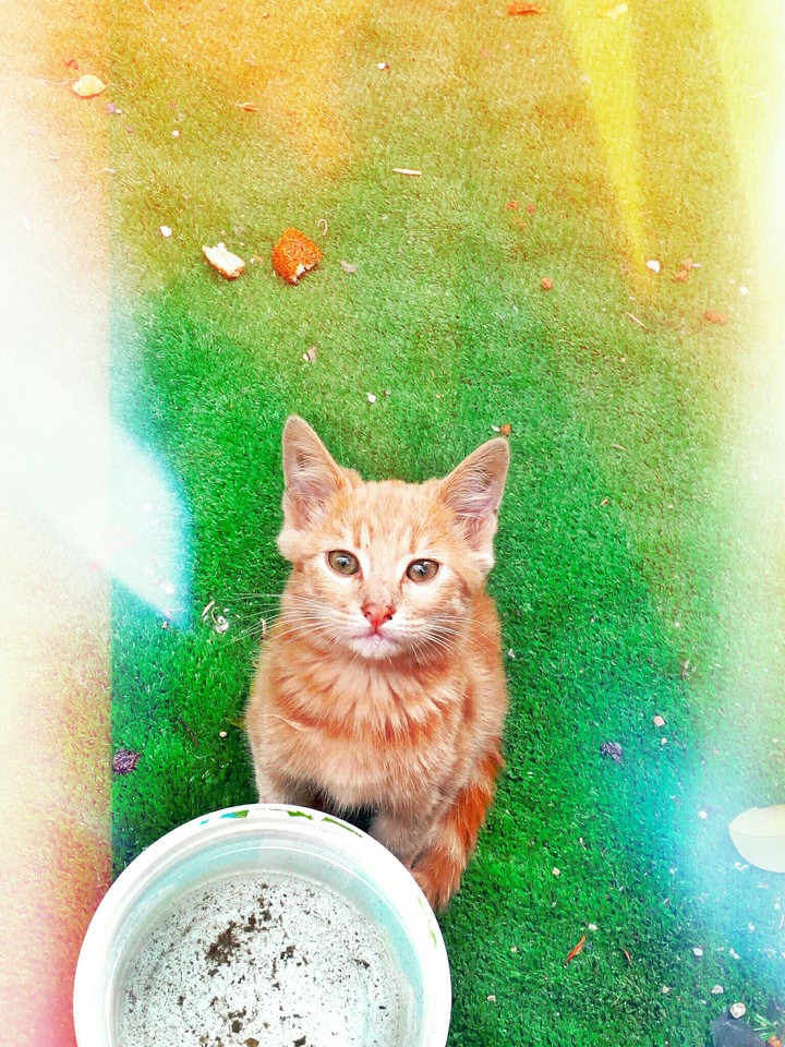 kedi