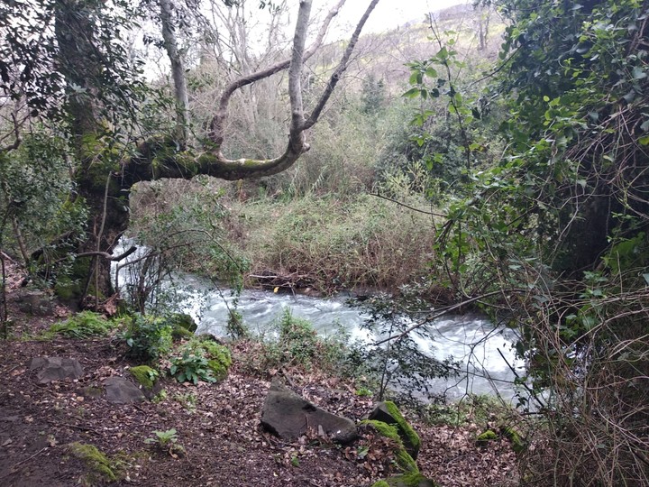 The pinkish part of the forest