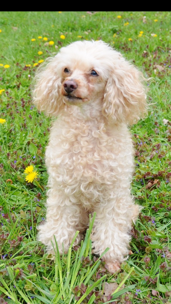 poodle