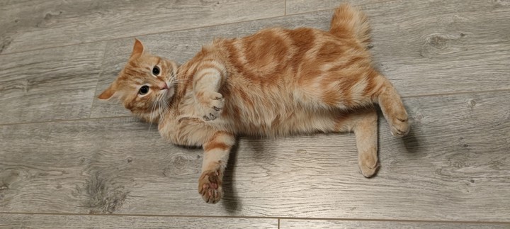 кот