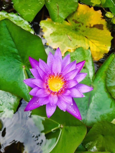 #Lotus