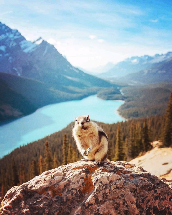 the Squirrel