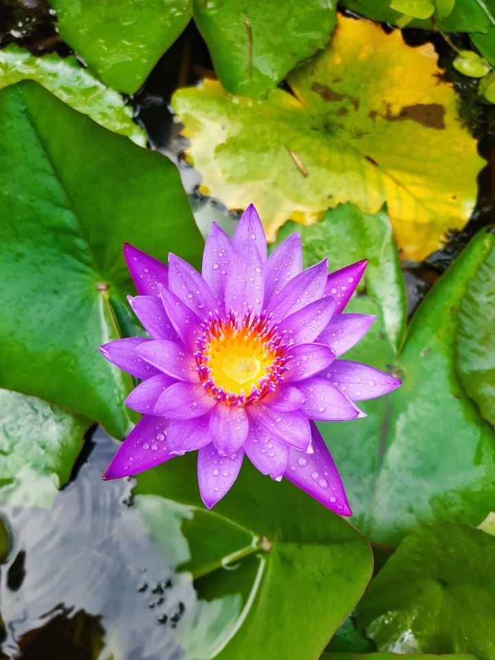 #Lotus