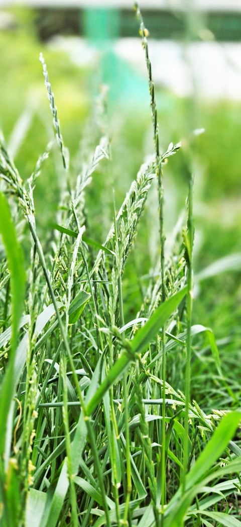 fondos de pantalla Field, agriculture
