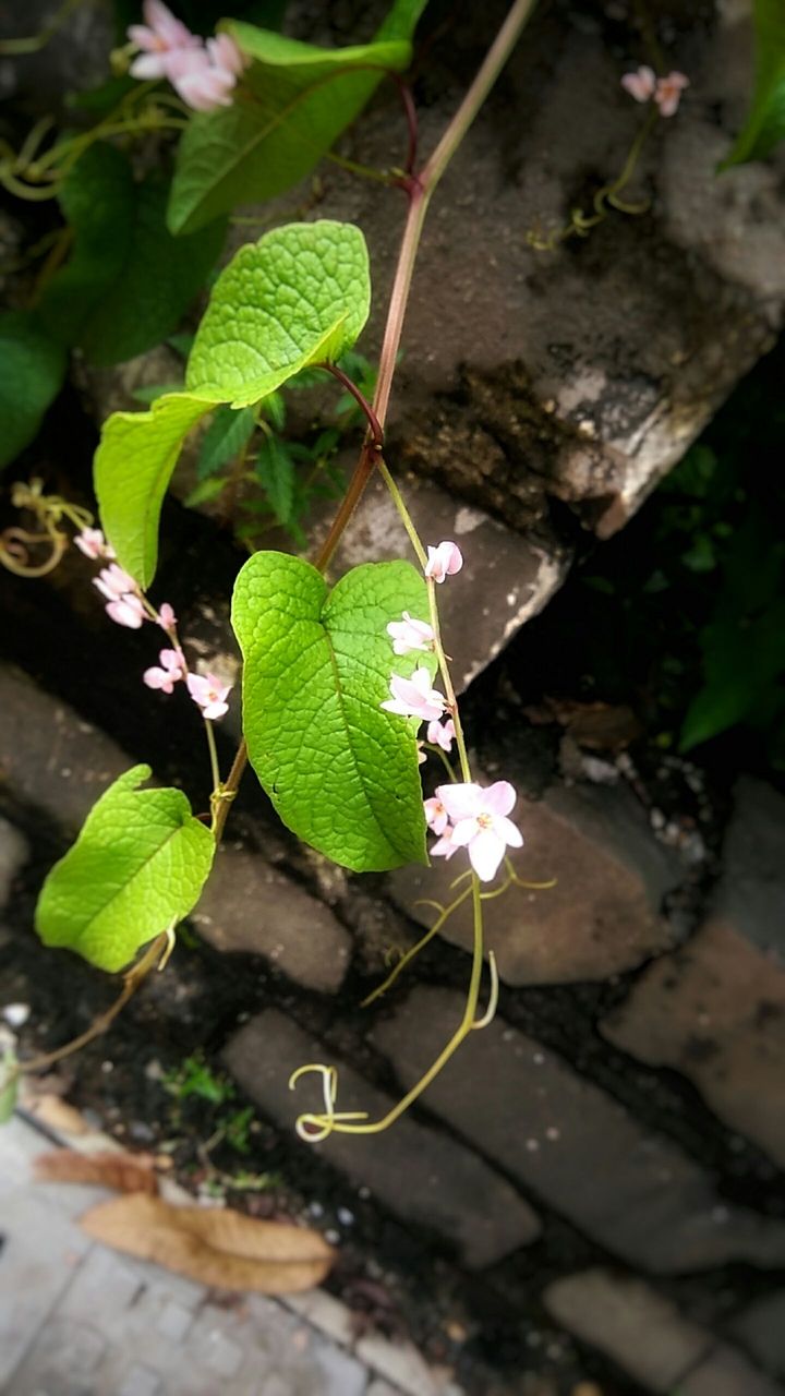 Little flower