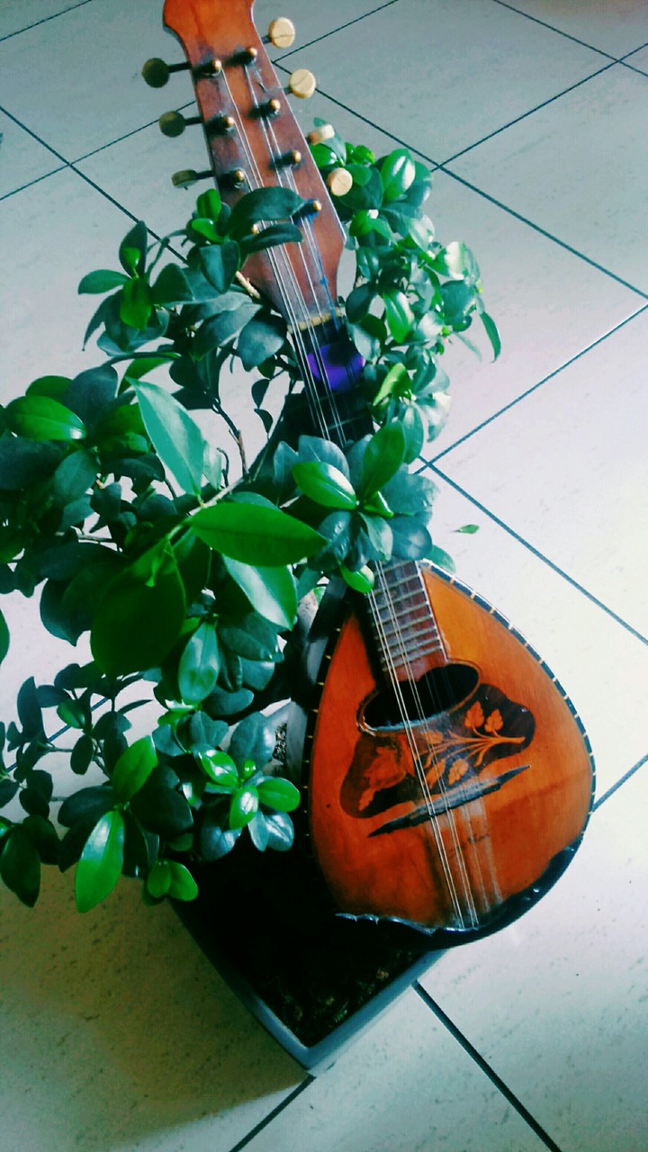 #musica #flora.