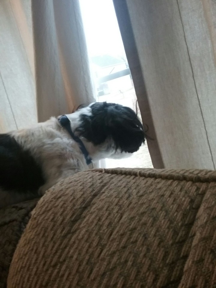 oreo