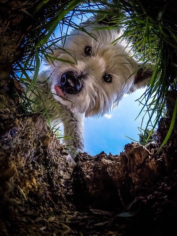Nice dog.