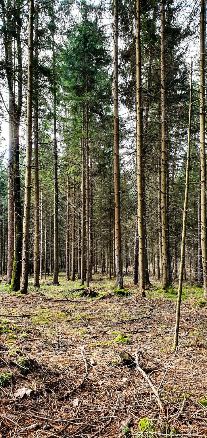 forest