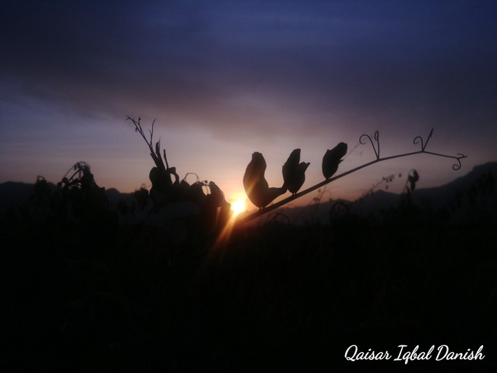 Sunset Spring 2020