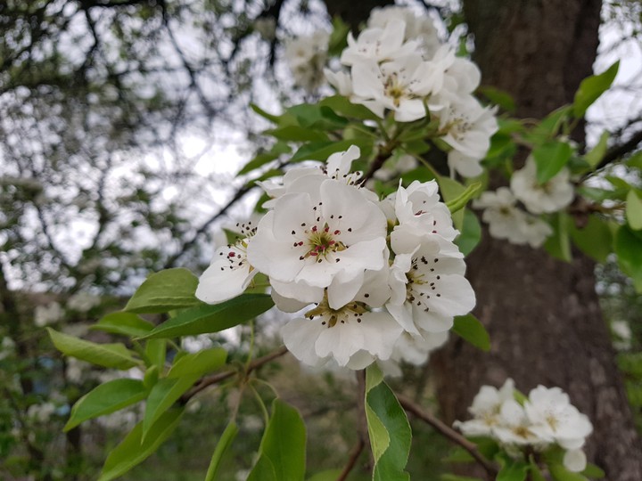 pear flowers