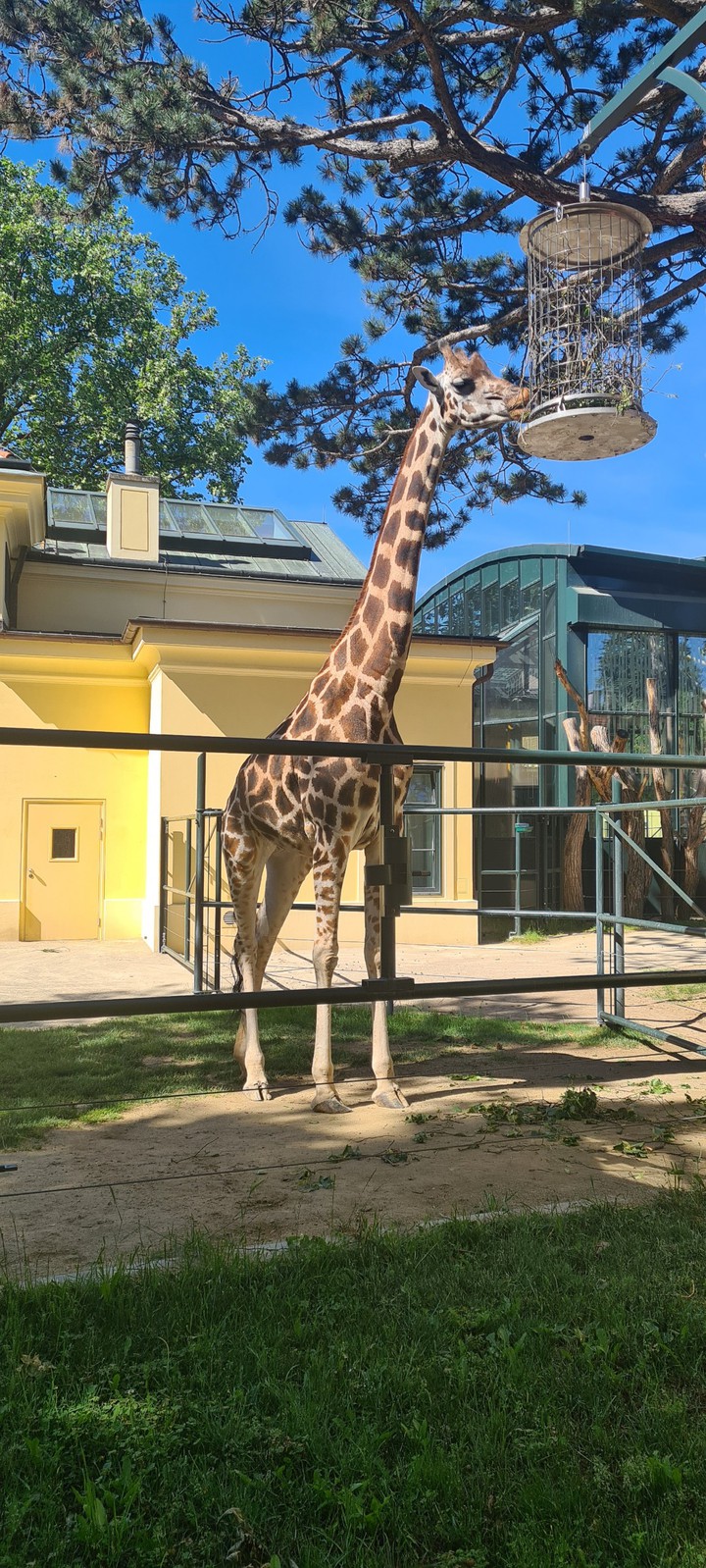 Giraff