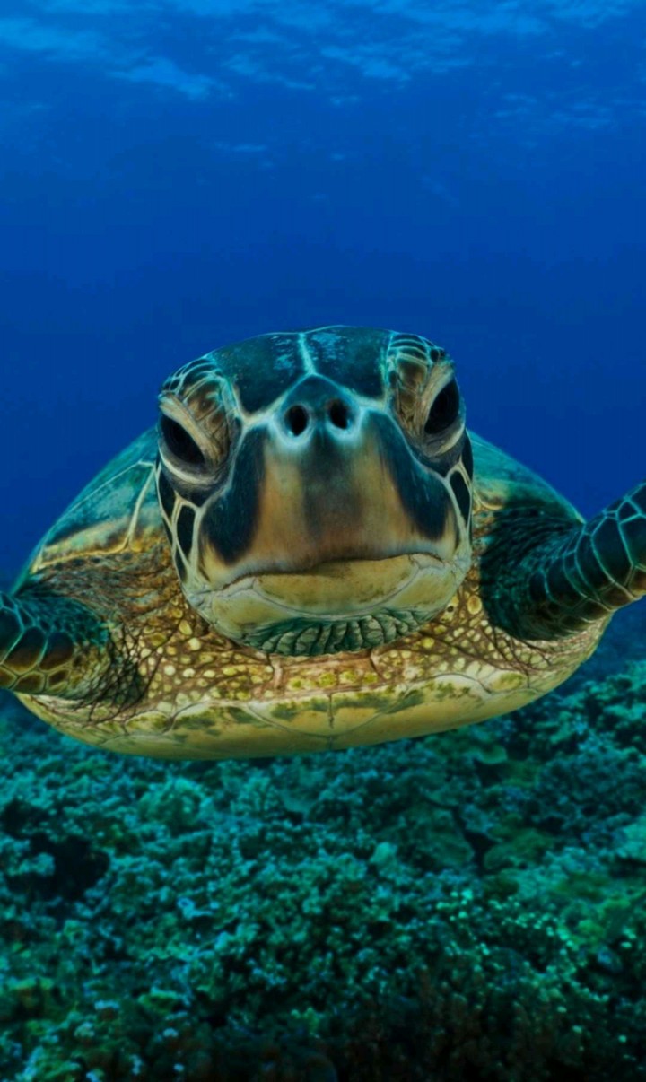 Just living my life under the sea