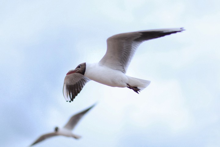 seagulls
