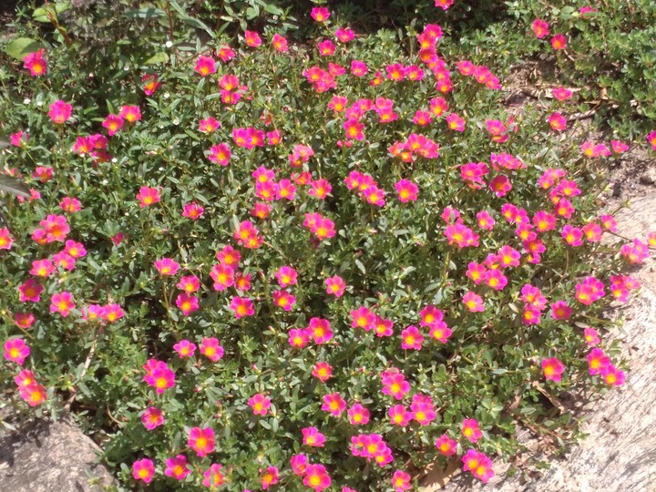 Hundreds of flowers